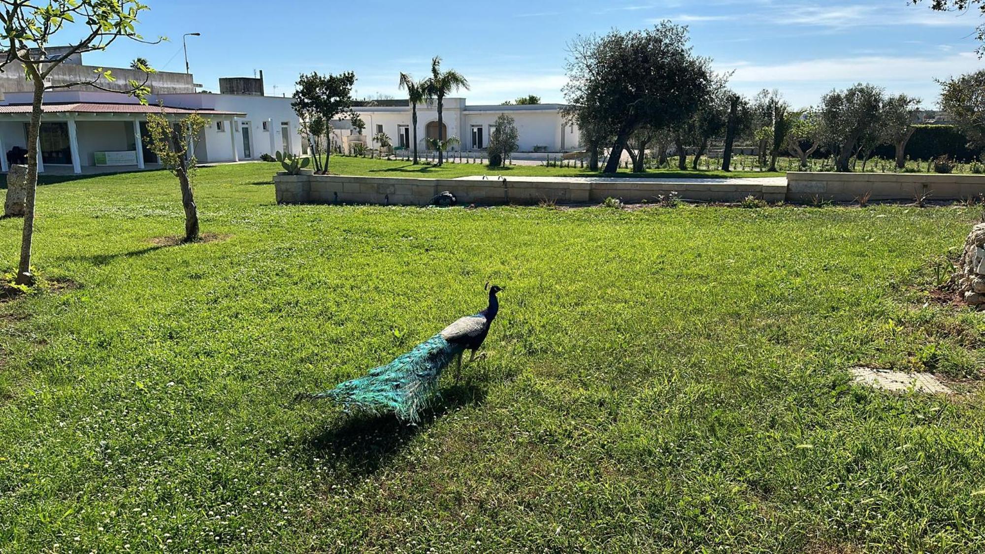 Tenuta Cursano Santa Cesarea Terme Exteriör bild