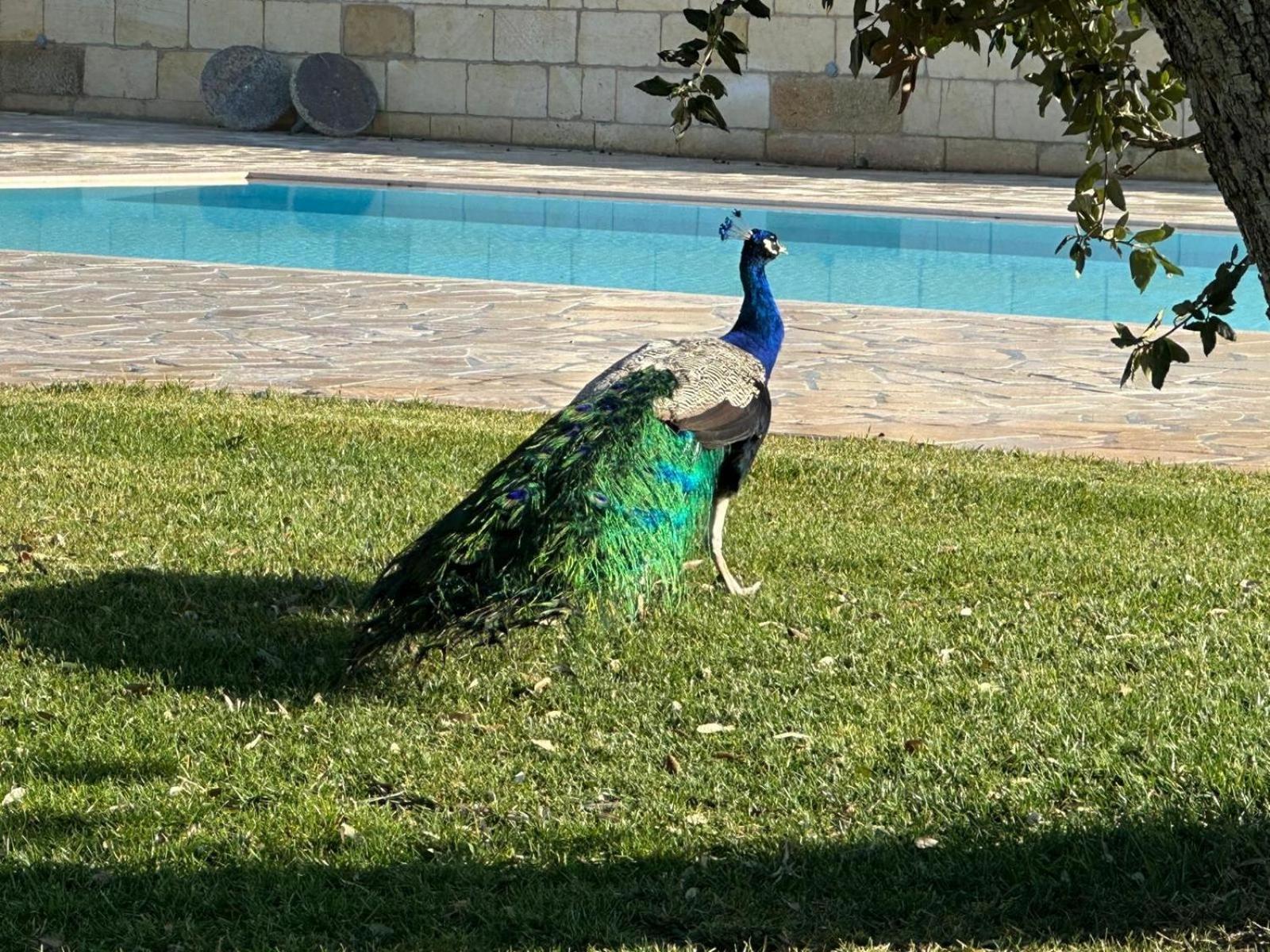 Tenuta Cursano Santa Cesarea Terme Exteriör bild